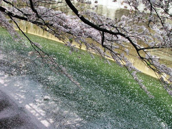 桜めぐり桜吹雪北区自然観察路