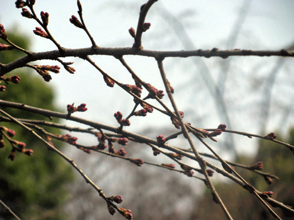 枝垂桜の花芽