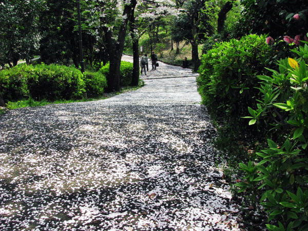 桜めぐり☆桜吹雪北区自然観察路