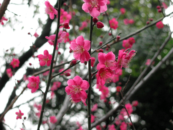 花　梅　小石川後楽園