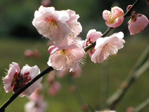 花　梅　小石川後楽園