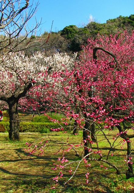 梅☆小石川植物園