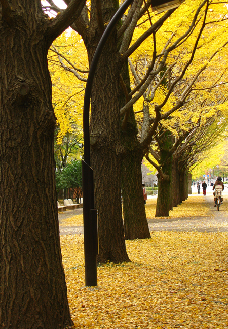 光が丘公園☆銀杏並木