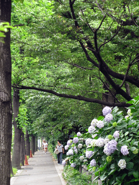 千鳥ｹ淵公園近くの風景