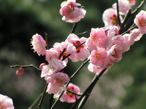 花　梅　小石川後楽園