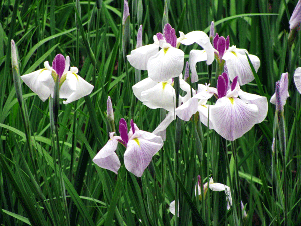 明治神宮☆花菖蒲