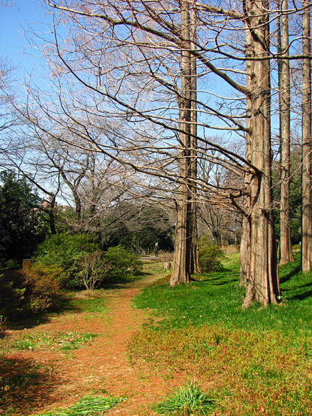 春の風景メタセコイア☆小石川植物園