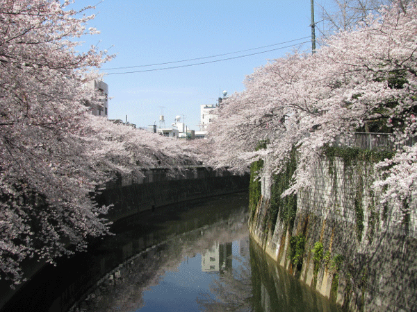 江戸川橋公園　桜