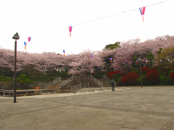 桜☆飛鳥山公園