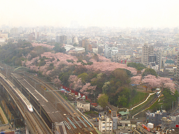 桜☆飛鳥山公園