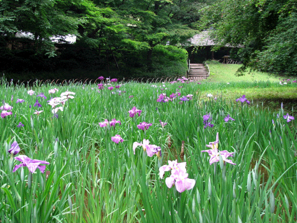 花菖蒲☆明治神宮