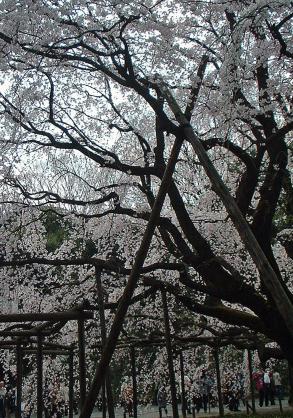 六義園枝垂桜裏.jpg