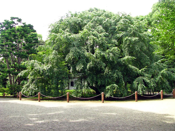 六義園枝垂桜☆文京区本駒込