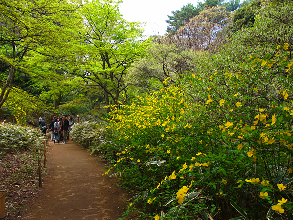 ヤマブキ☆六義園