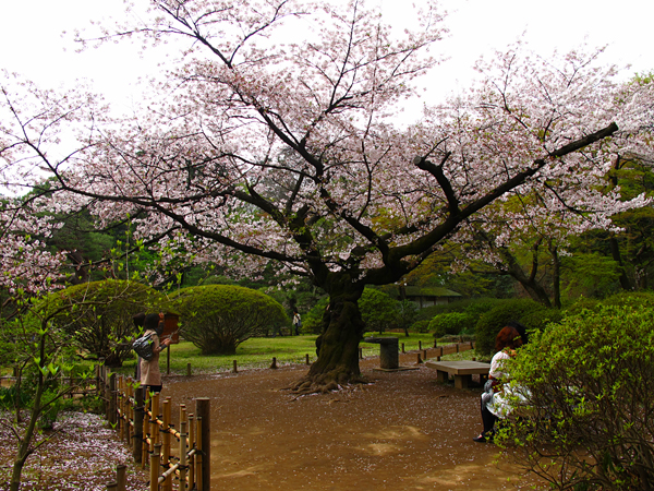 桜☆六義園