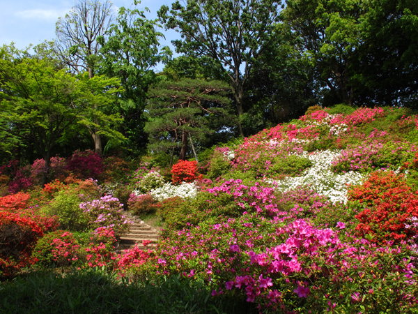 つつじと新緑☆六義園