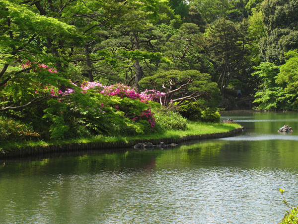 つつじと新緑☆六義園