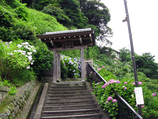 成就院あじさい☆鎌倉市極楽寺