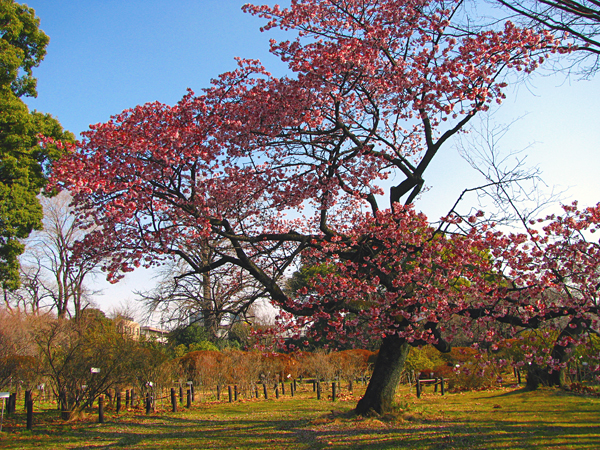 寒桜☆小石川植物園