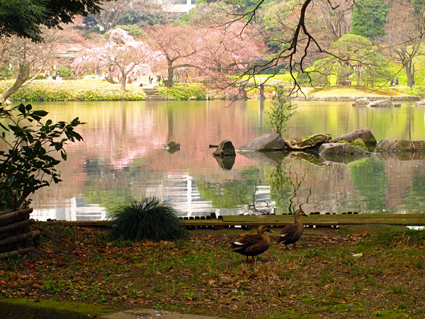 桜☆小石川後楽園