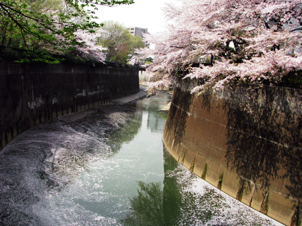 桜めぐり☆桜吹雪北区自然観察路