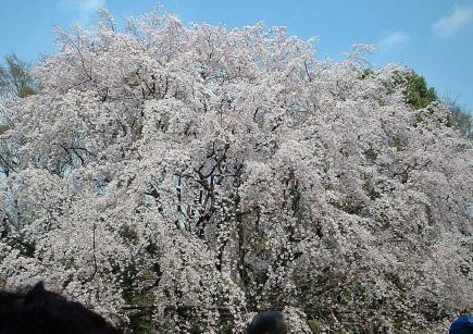 六義園枝垂桜１.jpg