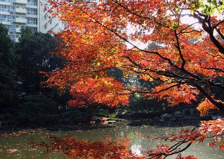 古川庭園紅葉３.gif