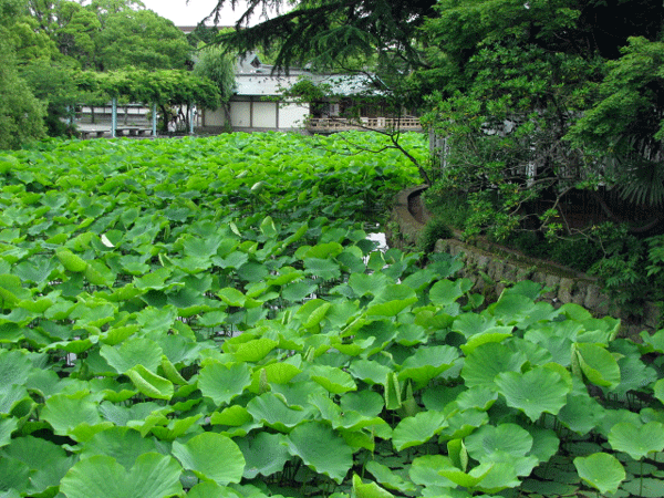 鶴岡八幡宮源平池☆鎌倉市雪ノ下