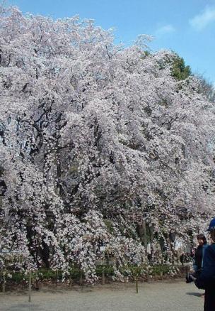 六義園枝垂桜２.jpg