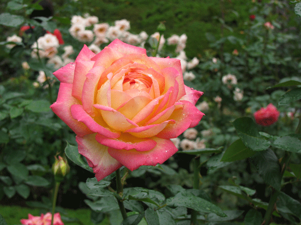 花　薔薇　旧古河庭園