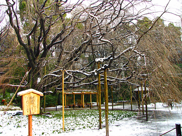 枝垂桜☆六義園