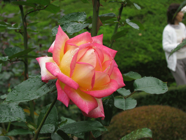 花　薔薇　旧古河庭園