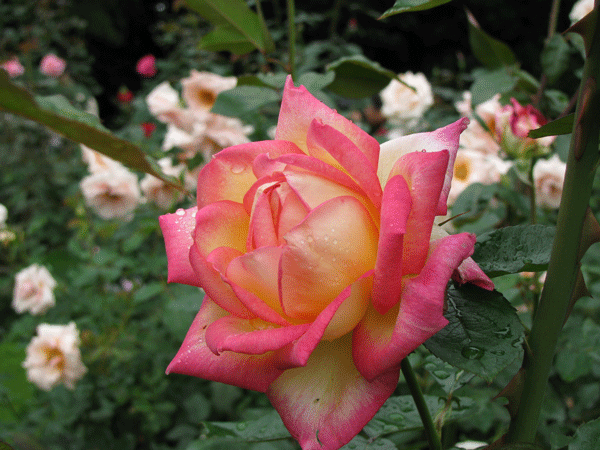 花　薔薇　旧古河庭園