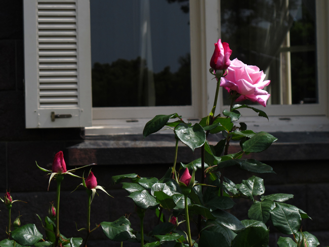 薔薇桃香☆旧古河庭園