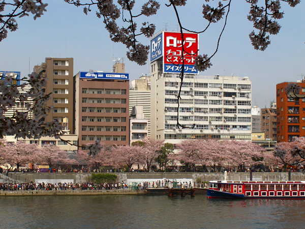 桜☆隅田川