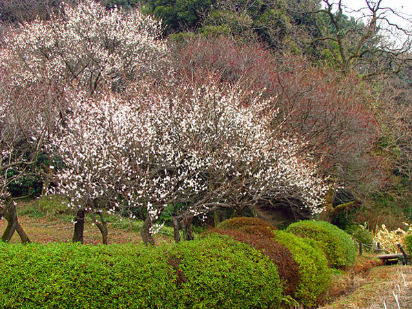 梅林☆小石川植物園