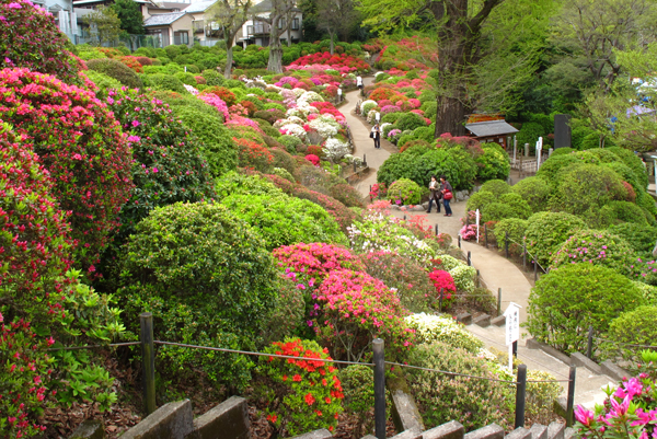 つつじ祭り☆根津神社