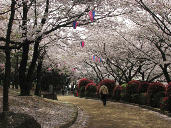 桜めぐり☆飛鳥山公園