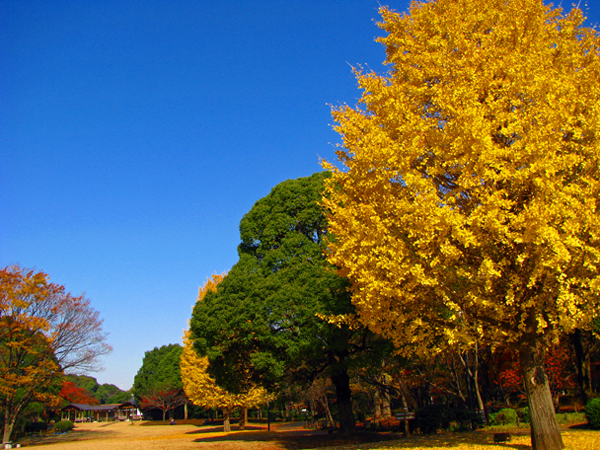 北の丸公園