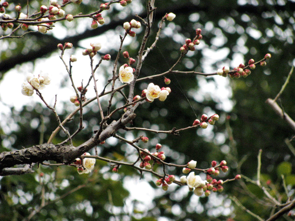 花　梅　六義園