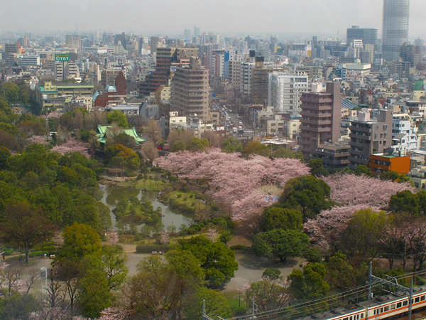 桜☆隅田公園