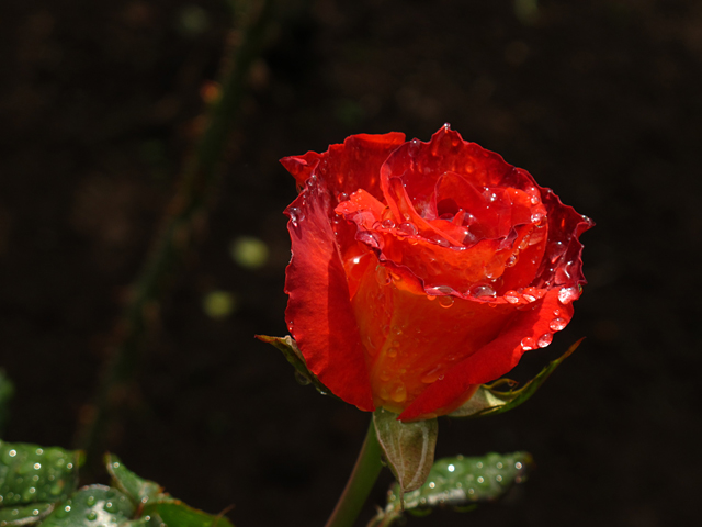 薔薇の雫☆旧古河庭園