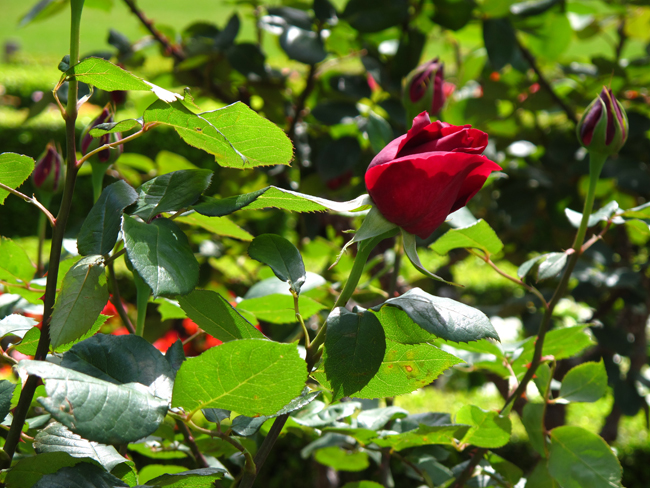 薔薇オクラホマ☆旧古河庭園