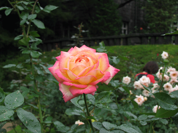 花　薔薇　旧古河庭園