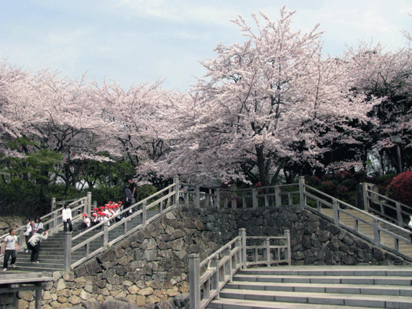 桜めぐり☆飛鳥山公園