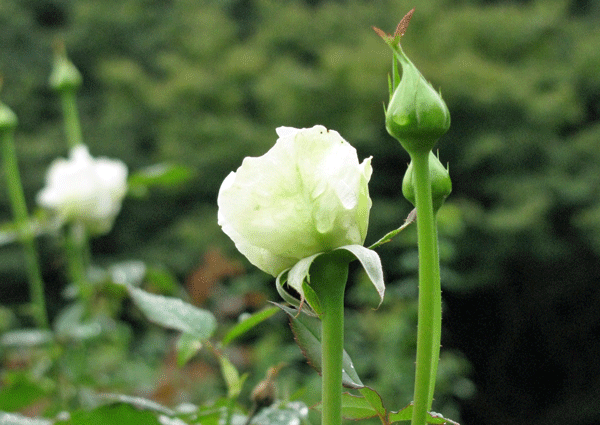 旧古河庭園の薔薇ユキサン