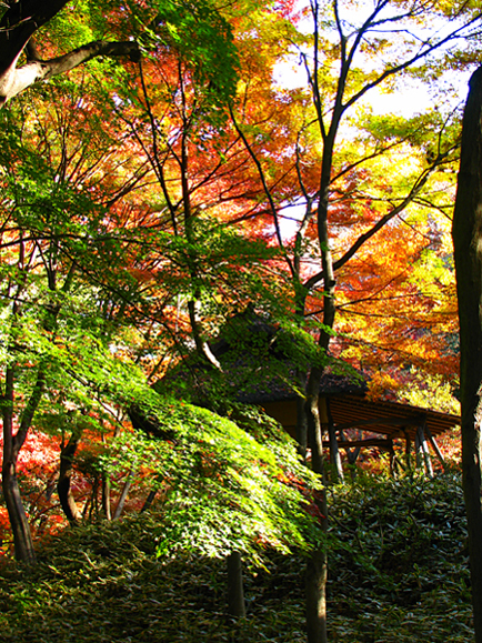 紅葉☆六義園