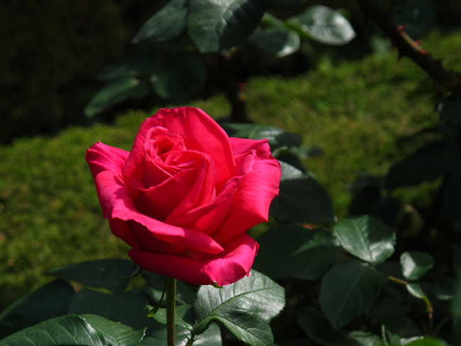 薔薇マリアカラス☆旧古河庭園