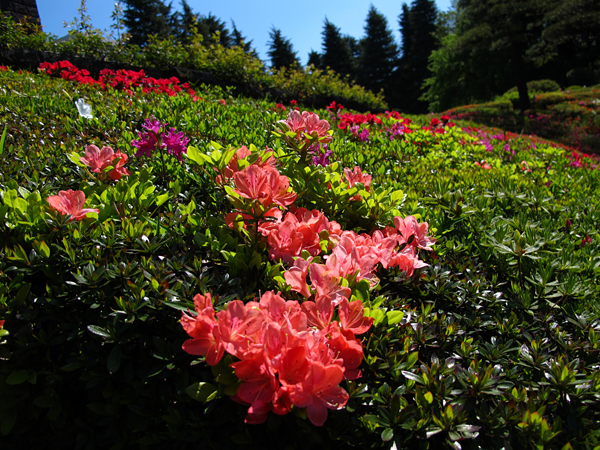 つつじ☆旧古河庭園