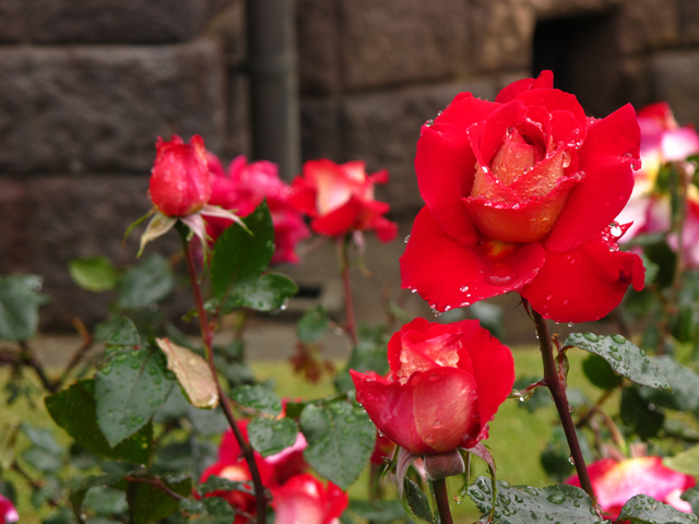 薔薇の雫☆旧古河庭園